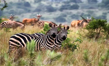 2 Day in Akagera National Park
